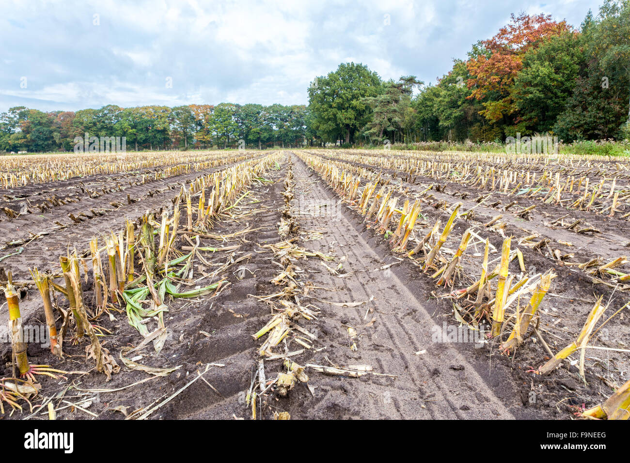 Field with rows of corn stubbles after harvesting in autumn Stock Photo