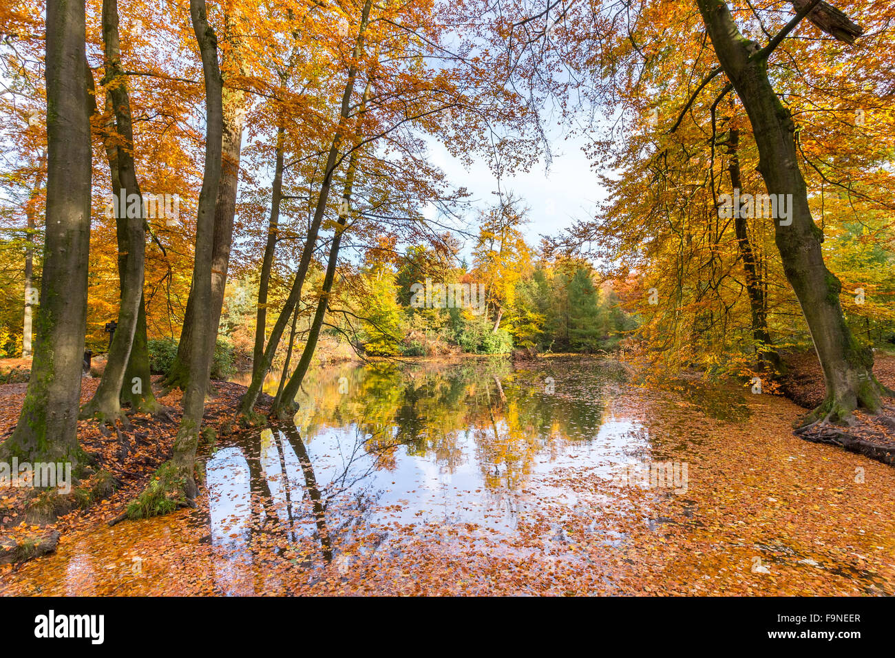 Woodland pond covered with colorful fall leaves of beech trees Stock Photo