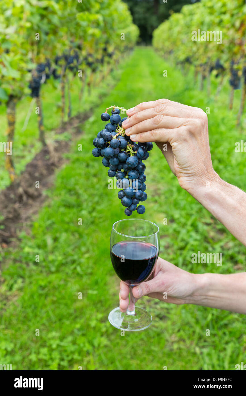Two hands holding bunch of blue grapes and glass with red wine Stock Photo