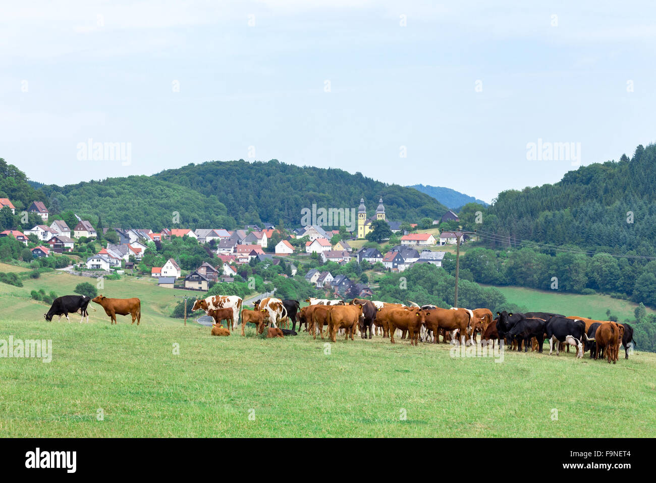 Valley with town houses and cows in green meadow Stock Photo - Alamy