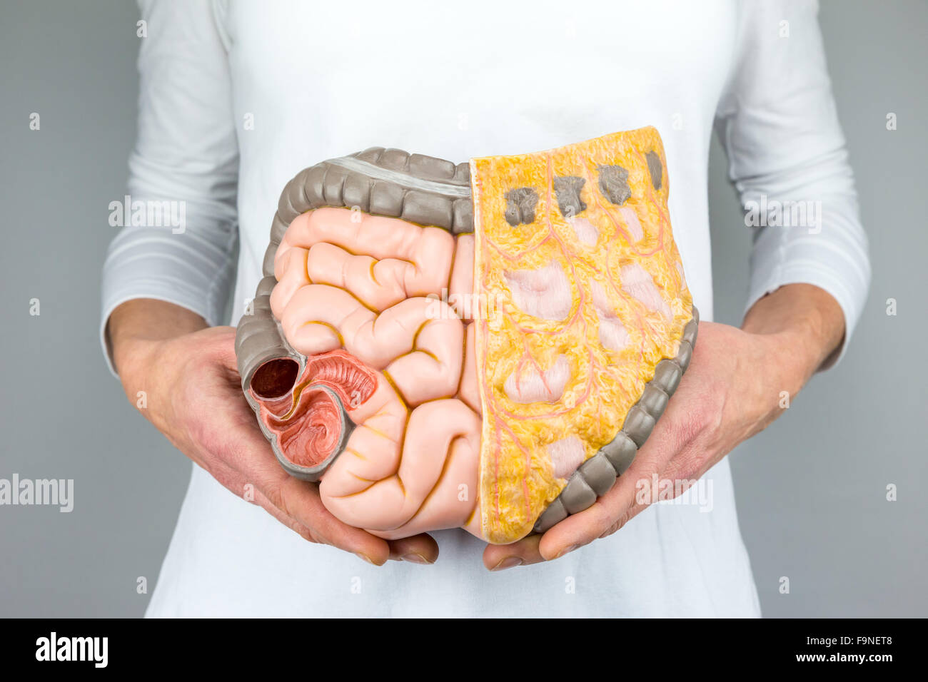 Woman holding model of human intestines in front of body on white background Stock Photo