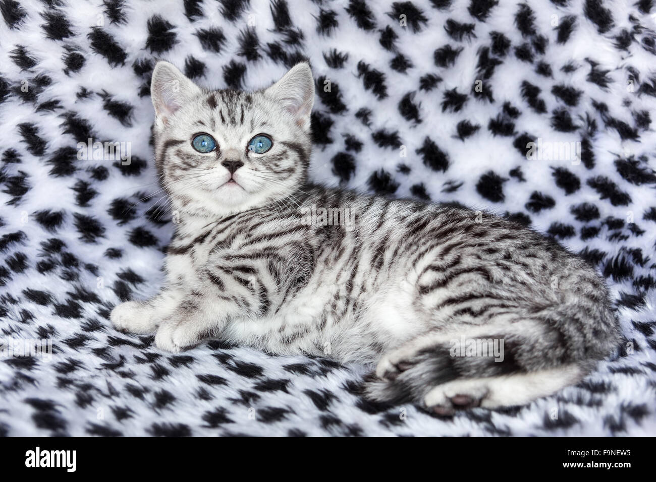 Young black silver tabby spotted cat lying on black and white fur Stock  Photo - Alamy