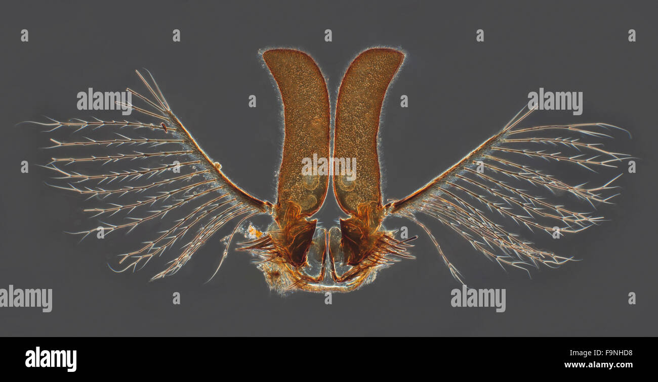 Phase darkfield photomicrograph. Tsetse fly mouth parts, a sleeping sickness vector Stock Photo