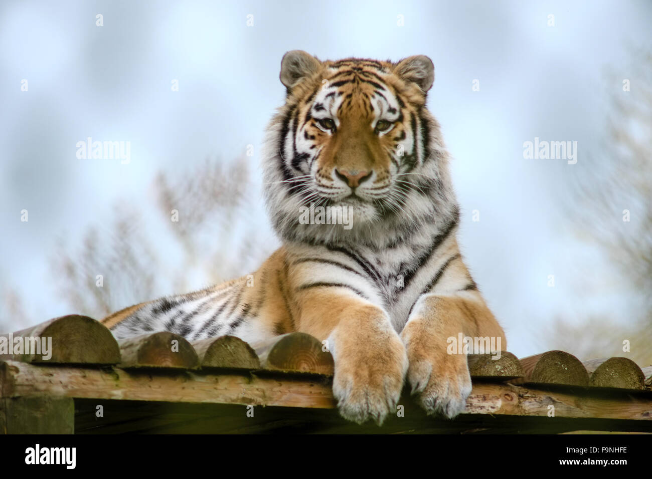 Tigers Howletts Zoo Stock Photo