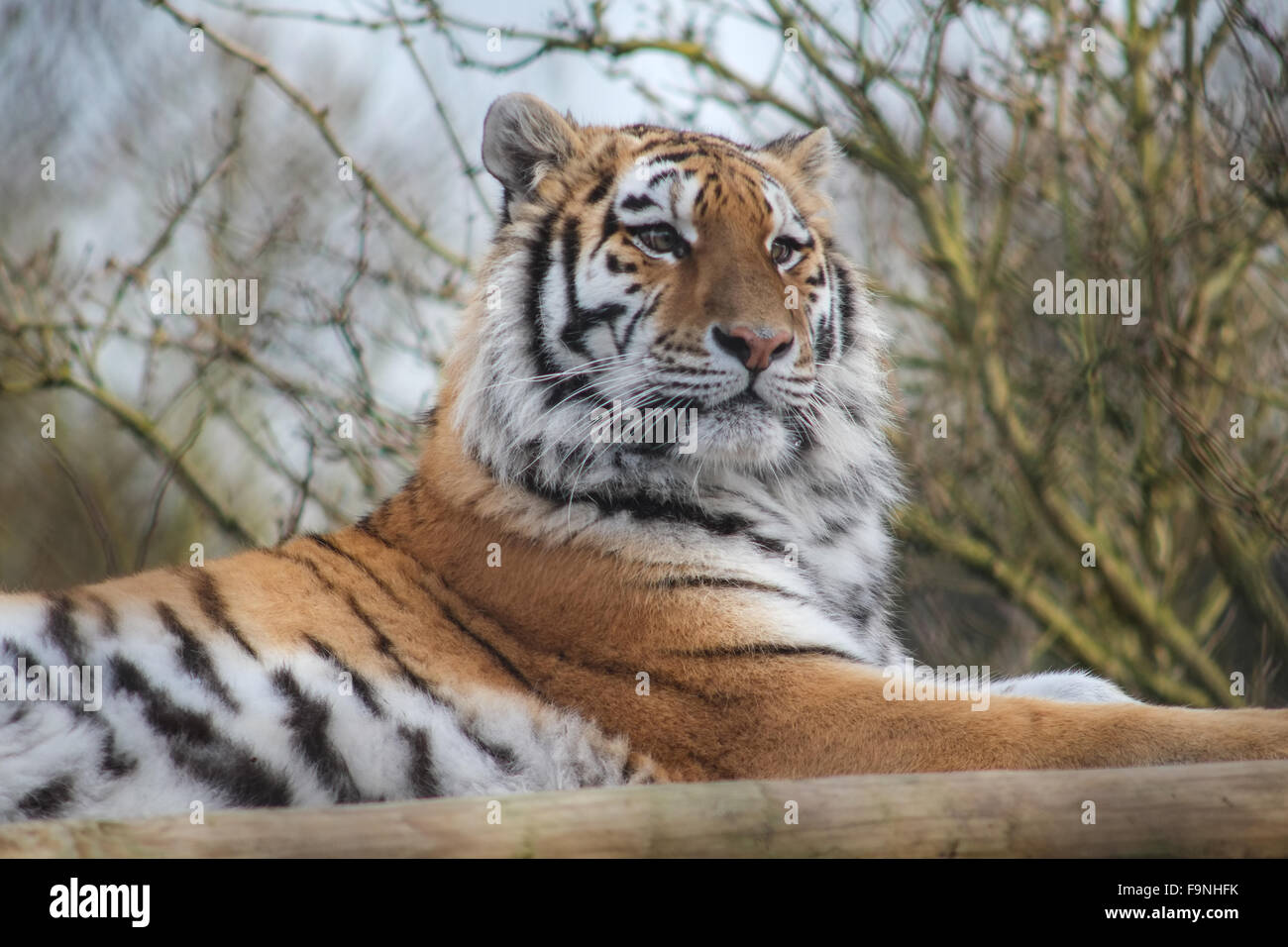 Tigers Howletts Zoo Stock Photo
