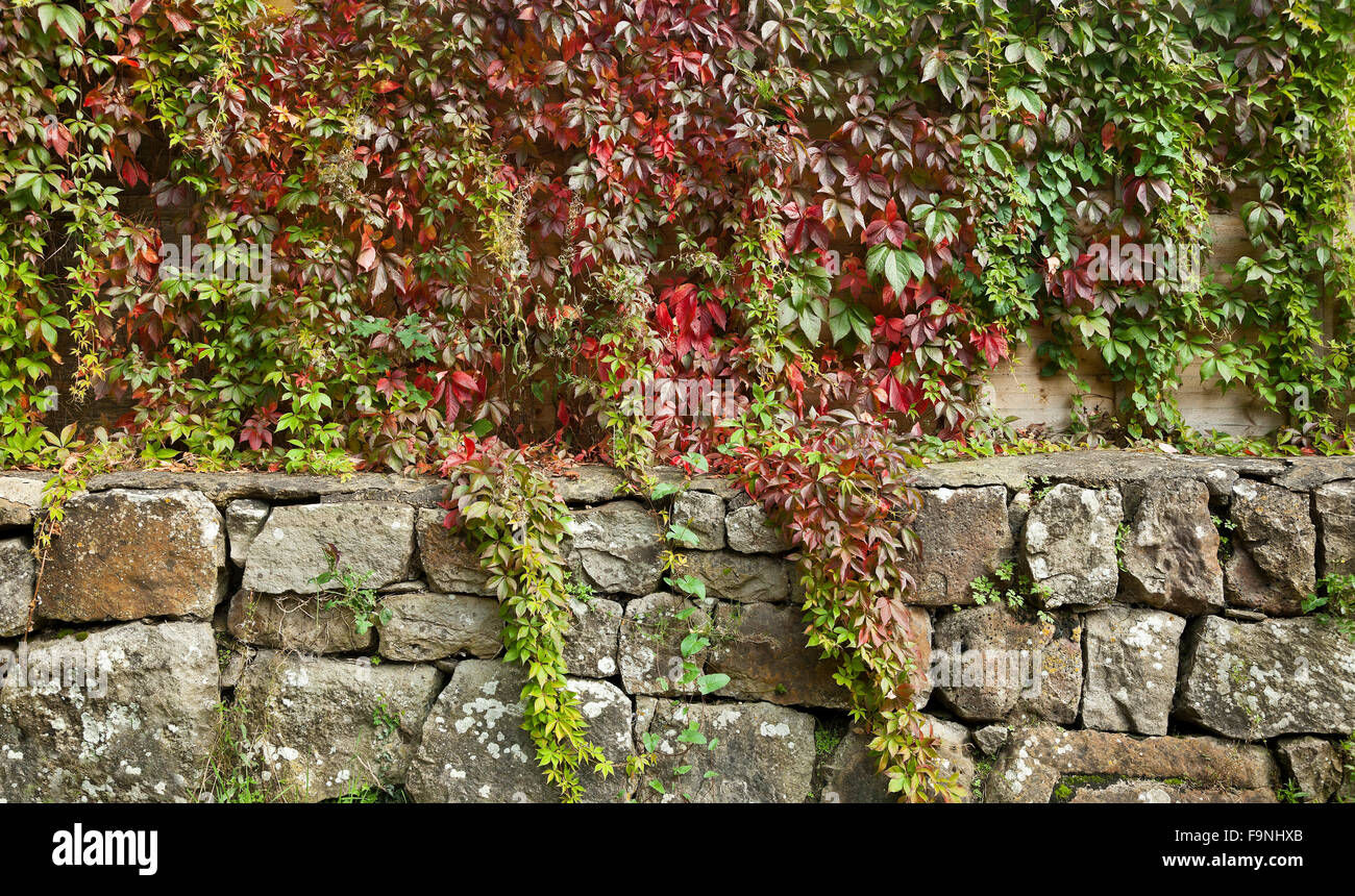 Virginia Creeper D k nt s Yay l yor Virginia Creeper D k nt s Yay l yor