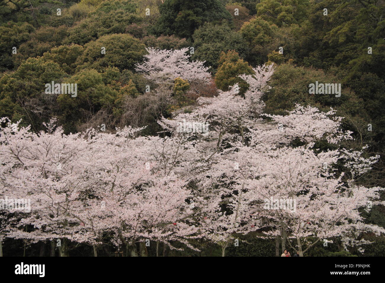 Cherry blossom trees hi-res stock photography and images - Alamy