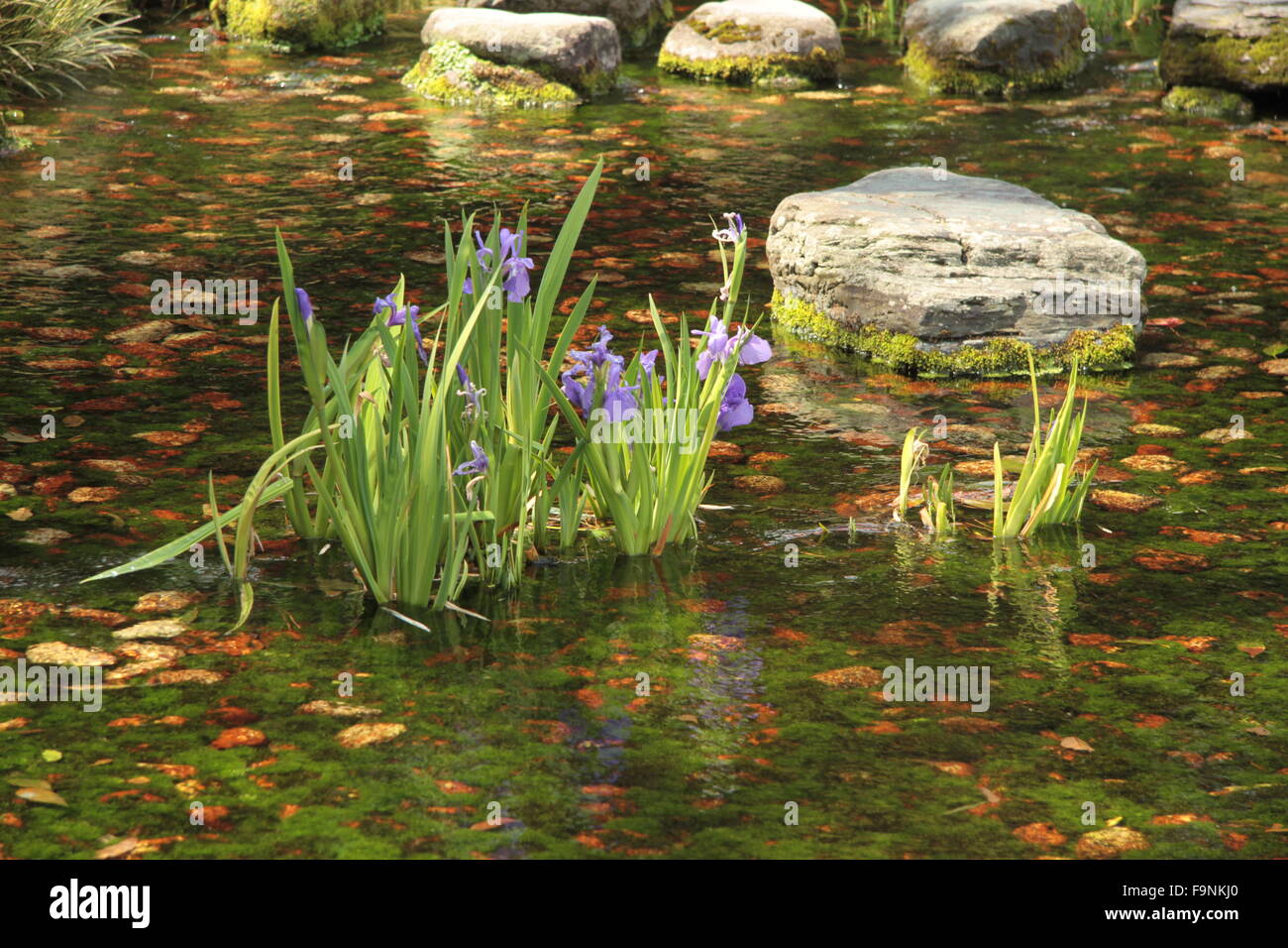 Irises in pond Stock Photo