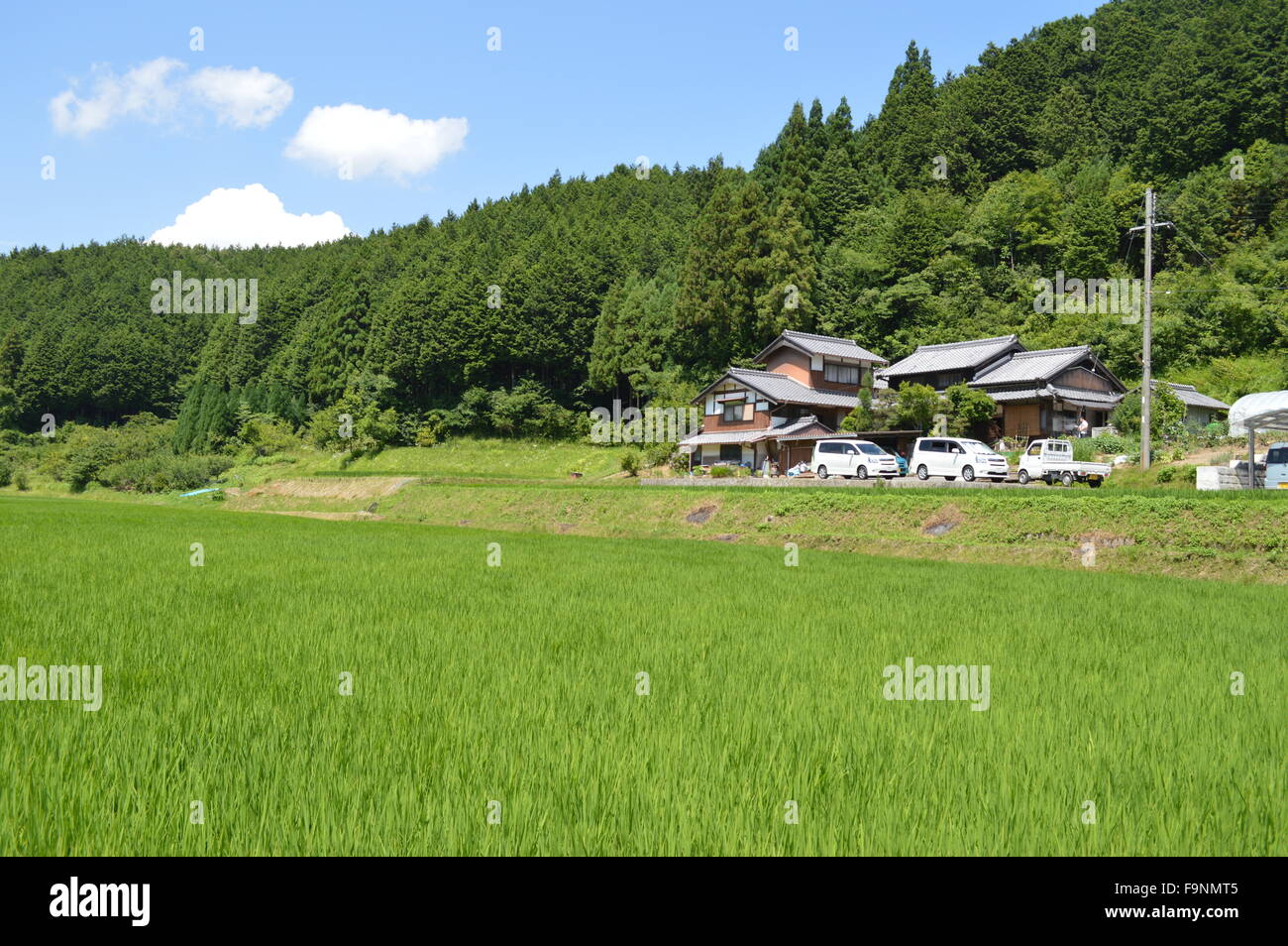 Green agriculture field in a hilly village of Japan Stock Photo Alamy