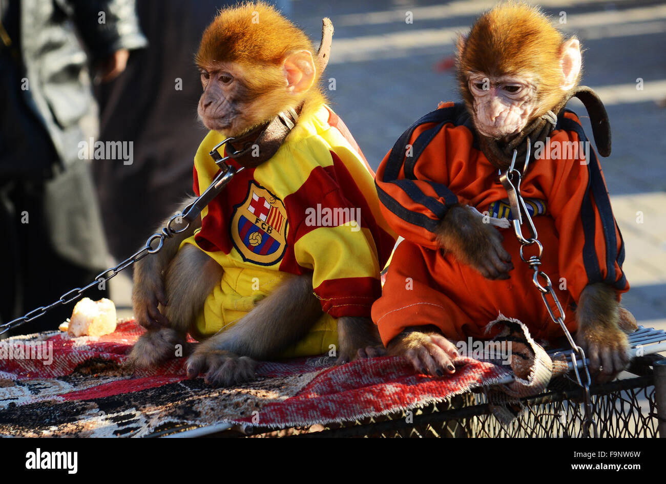 Two cute Barbary macaque monkeys dressed up with Stock Photo