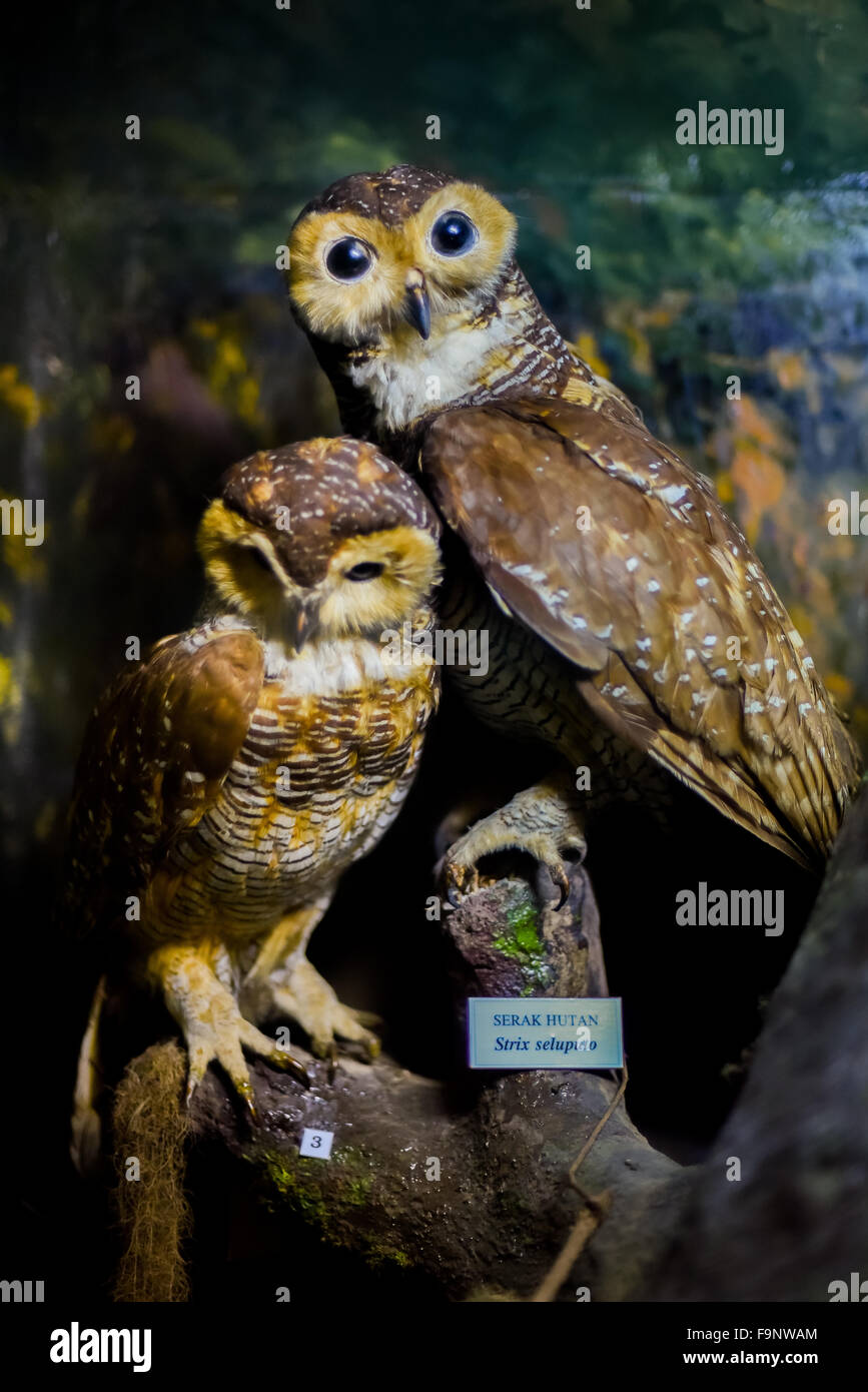 Spotted wood owls (Strix seloputo) taxidermy at Zoology Museum in Bogor, West Java, Indonesia. Stock Photo