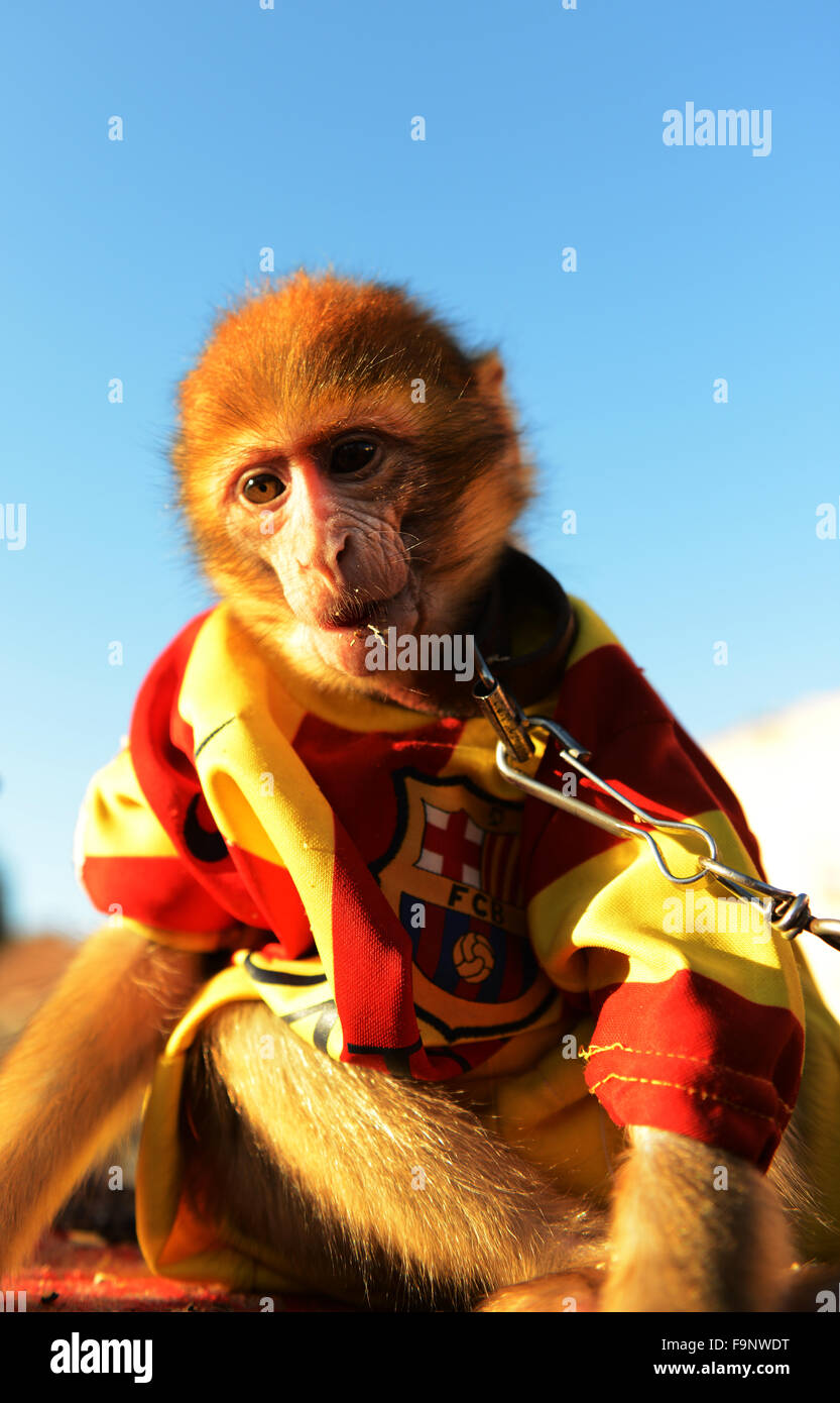 Dressed as monkeys hi-res stock photography and images - Alamy
