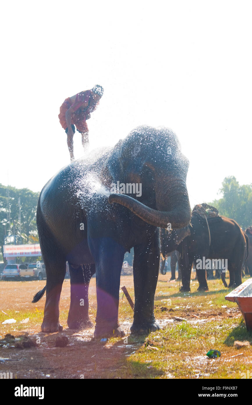 A backlighted, silhouetted elephant bathing himself and his trainer spraying water on its back at the annual Surin Elephant Roun Stock Photo