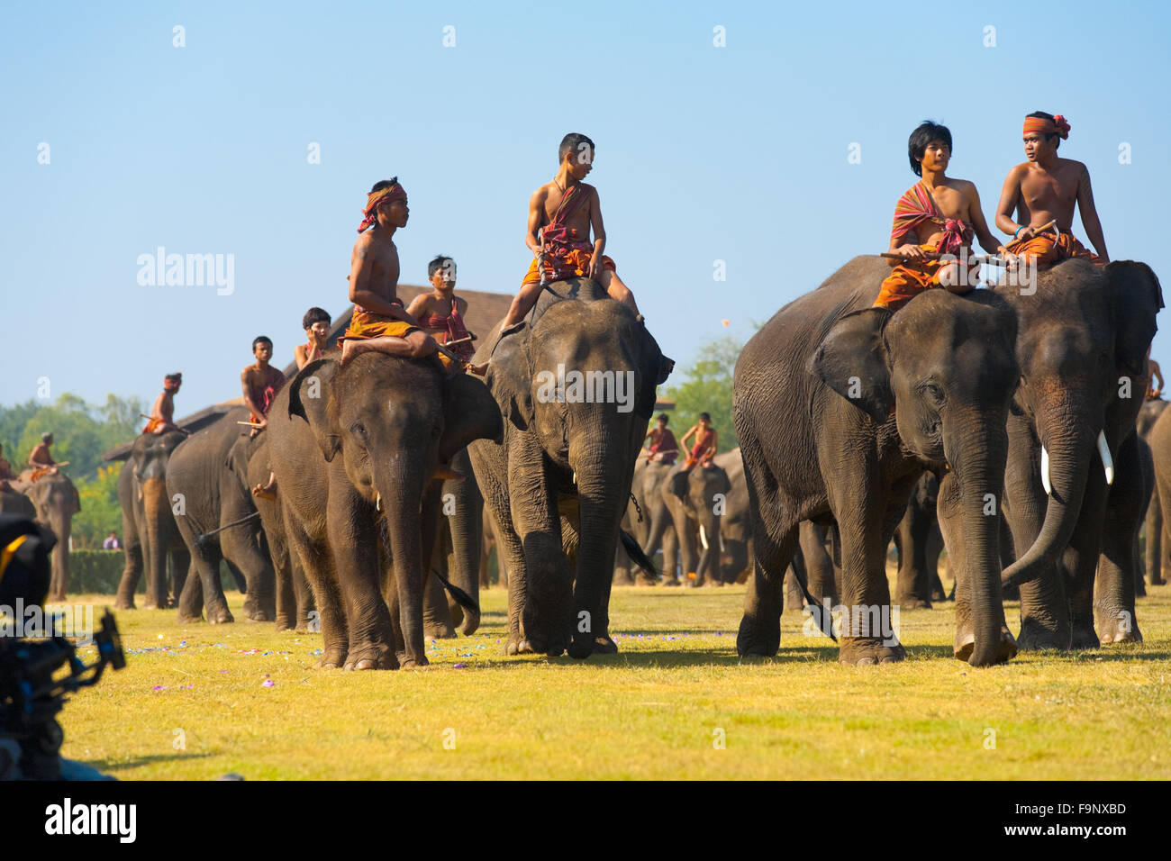A large herd of elephants and trainers walking on the main performance field at the annual Surin Elephant Roundup Stock Photo