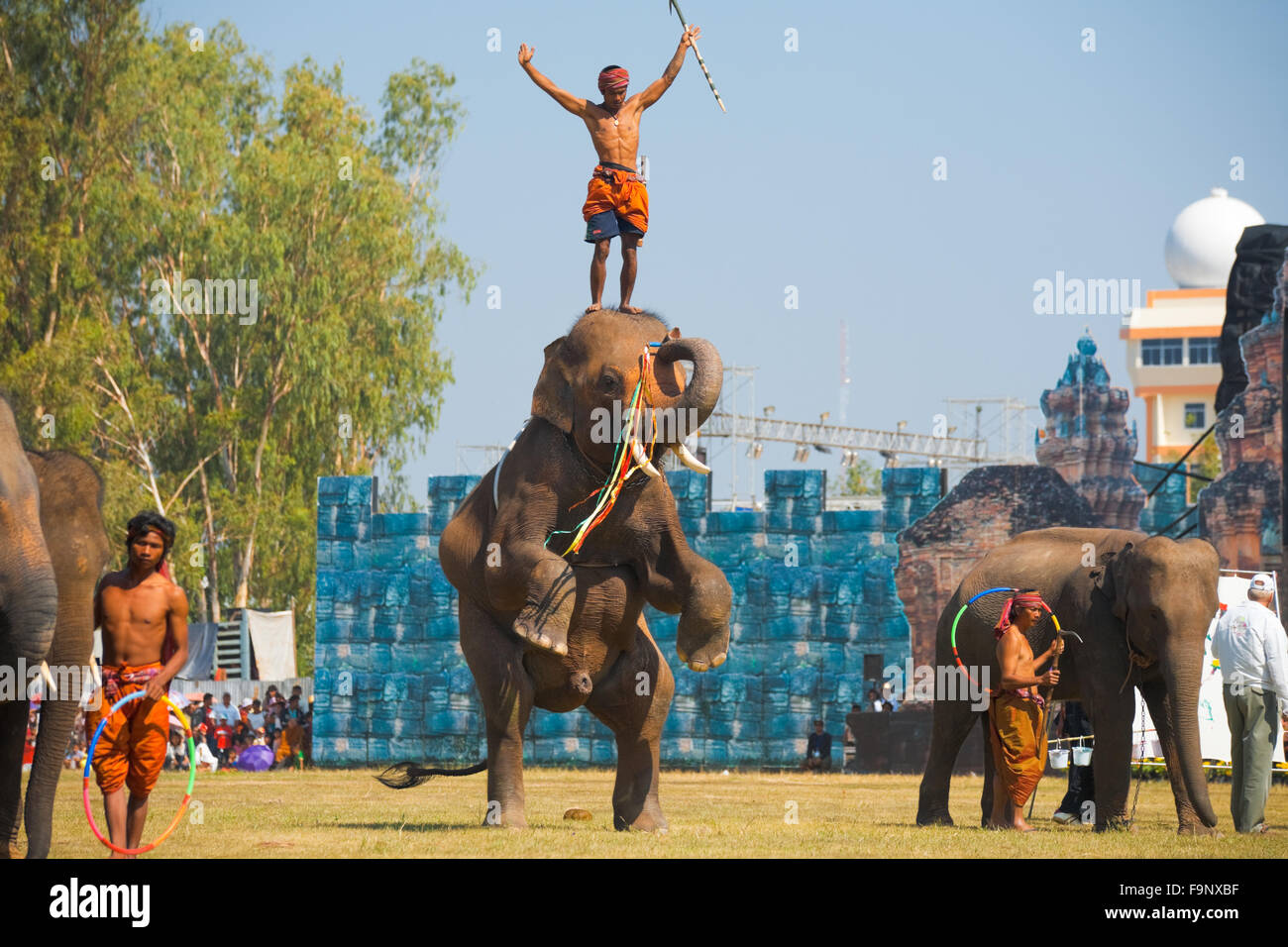 Mahout trainer standing on elephant head as it's rearing up, standing on its two hind legs at trick show Surin Elephant Round-Up Stock Photo
