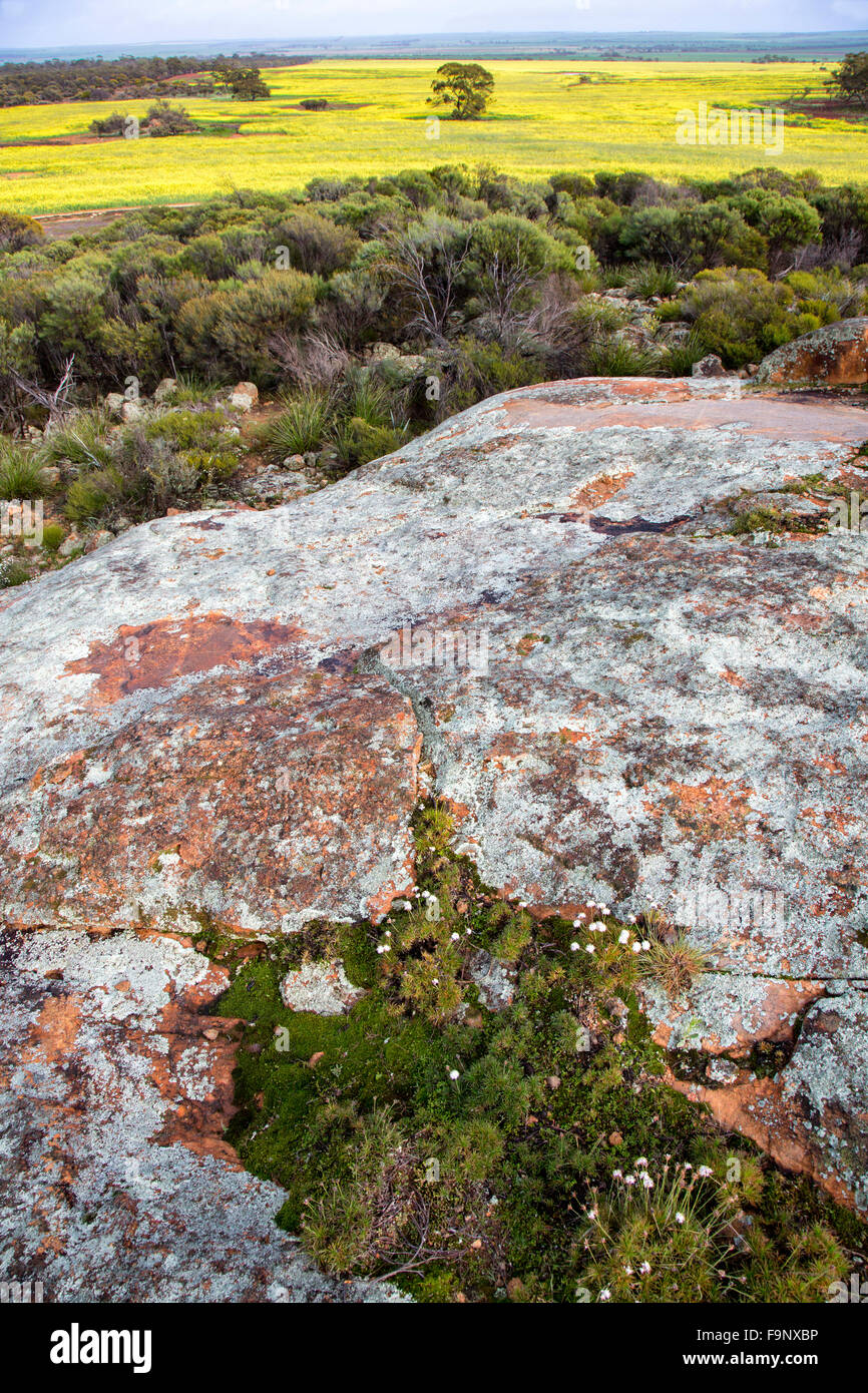 Australia rapeseed western australia hi-res stock photography and ...