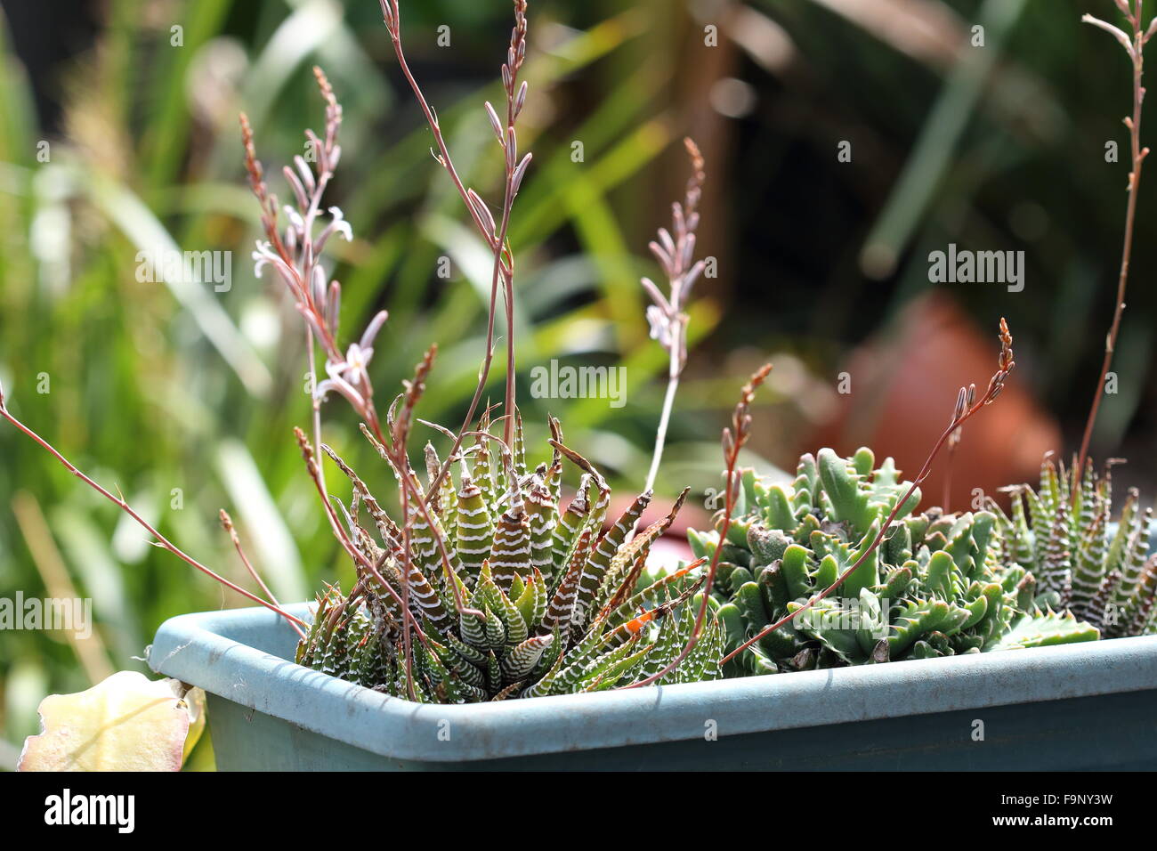 Flowering Haworthia attenuata and Tiger jaws succulent plant - Faucaria Stock Photo