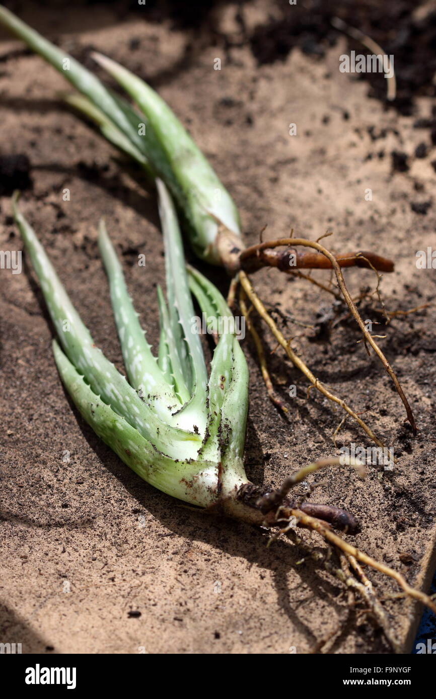 Young aloe vera plants ready for planting Stock Photo Alamy