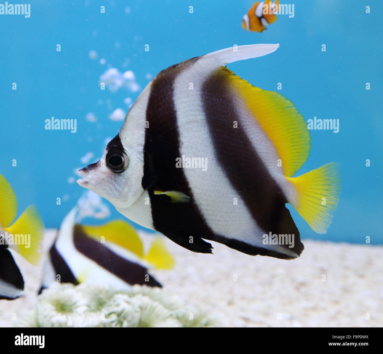 colorful Schooling Bannerfish. Scientific Name: Heniochus diphreutes, Pennantfish, Pennant Butterfly fish Stock Photo