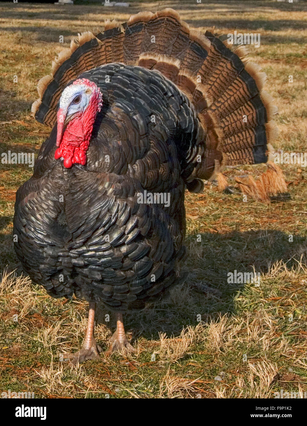 Wild Turkey Tail Feather Stock Photo - Download Image Now - Feather, Wild  Turkey, Cut Out - iStock