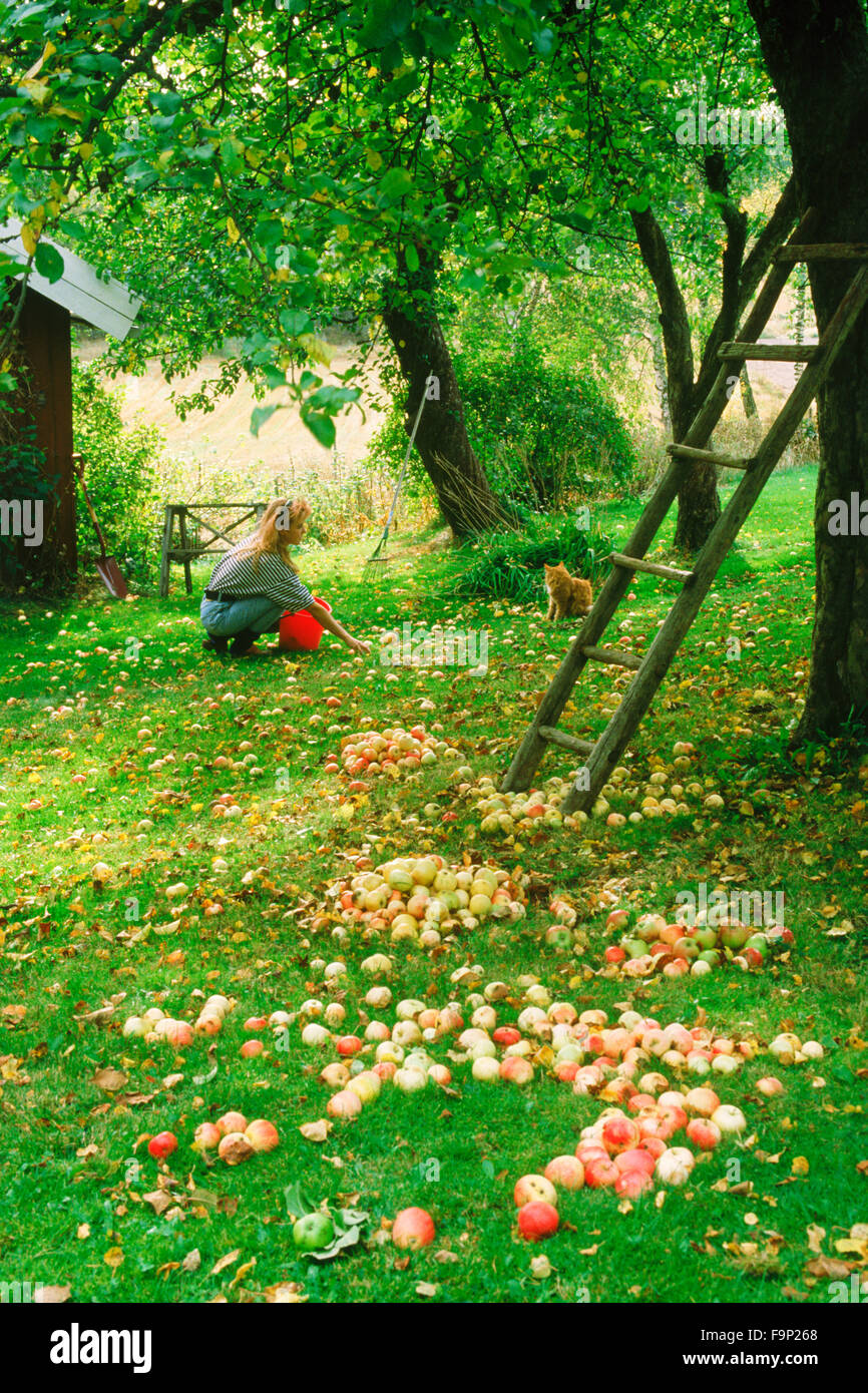Young woman at country house collecting fallen apples with pet tabby cat in Sweden in the autumn Stock Photo
