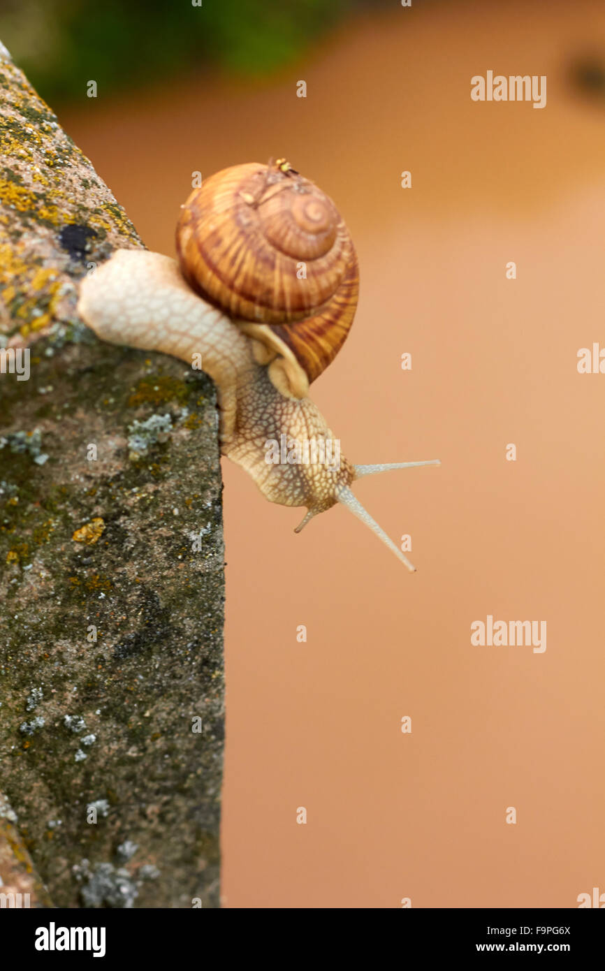 Snail above water Stock Photo