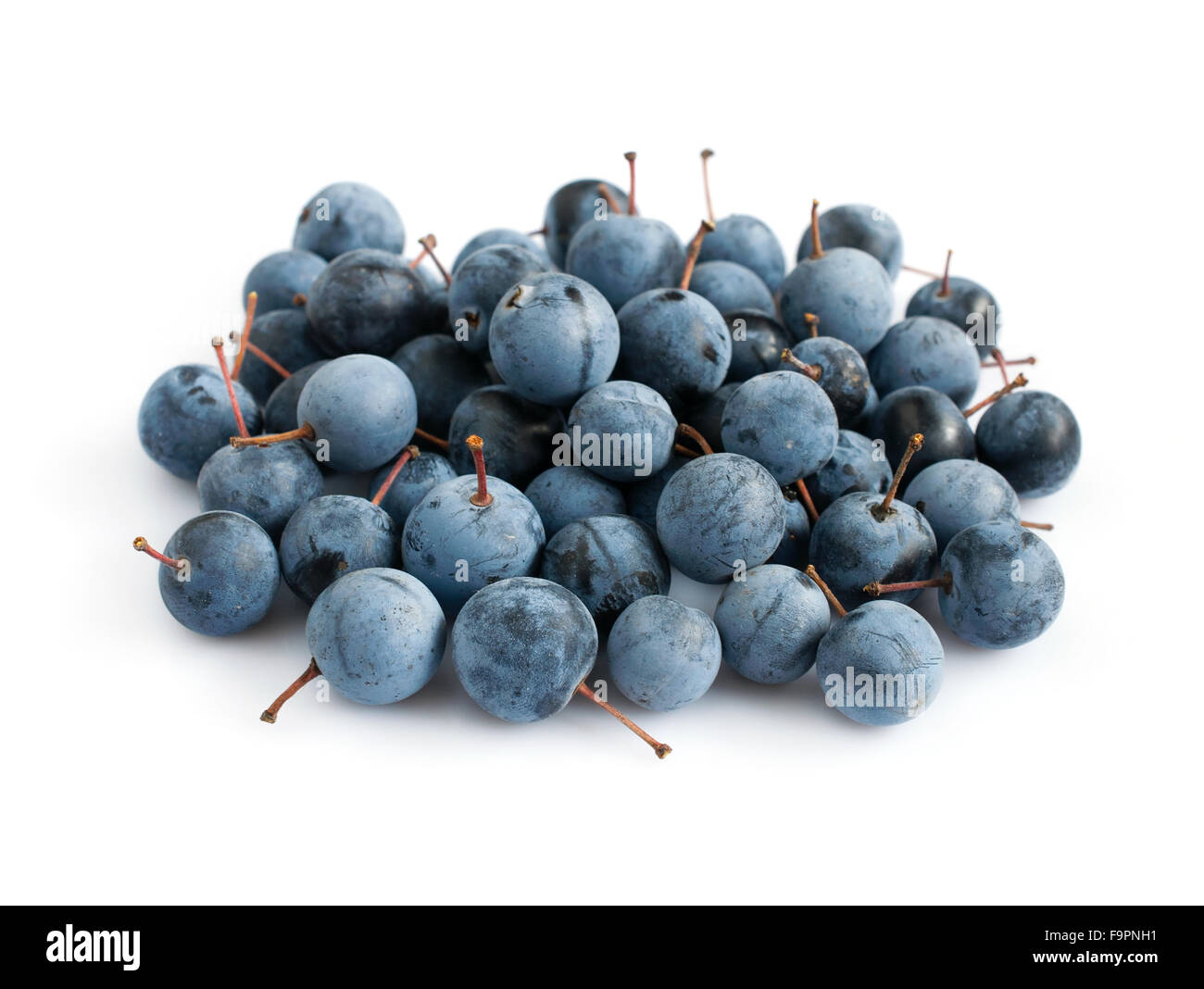 Wild berry thorn on a white background Stock Photo