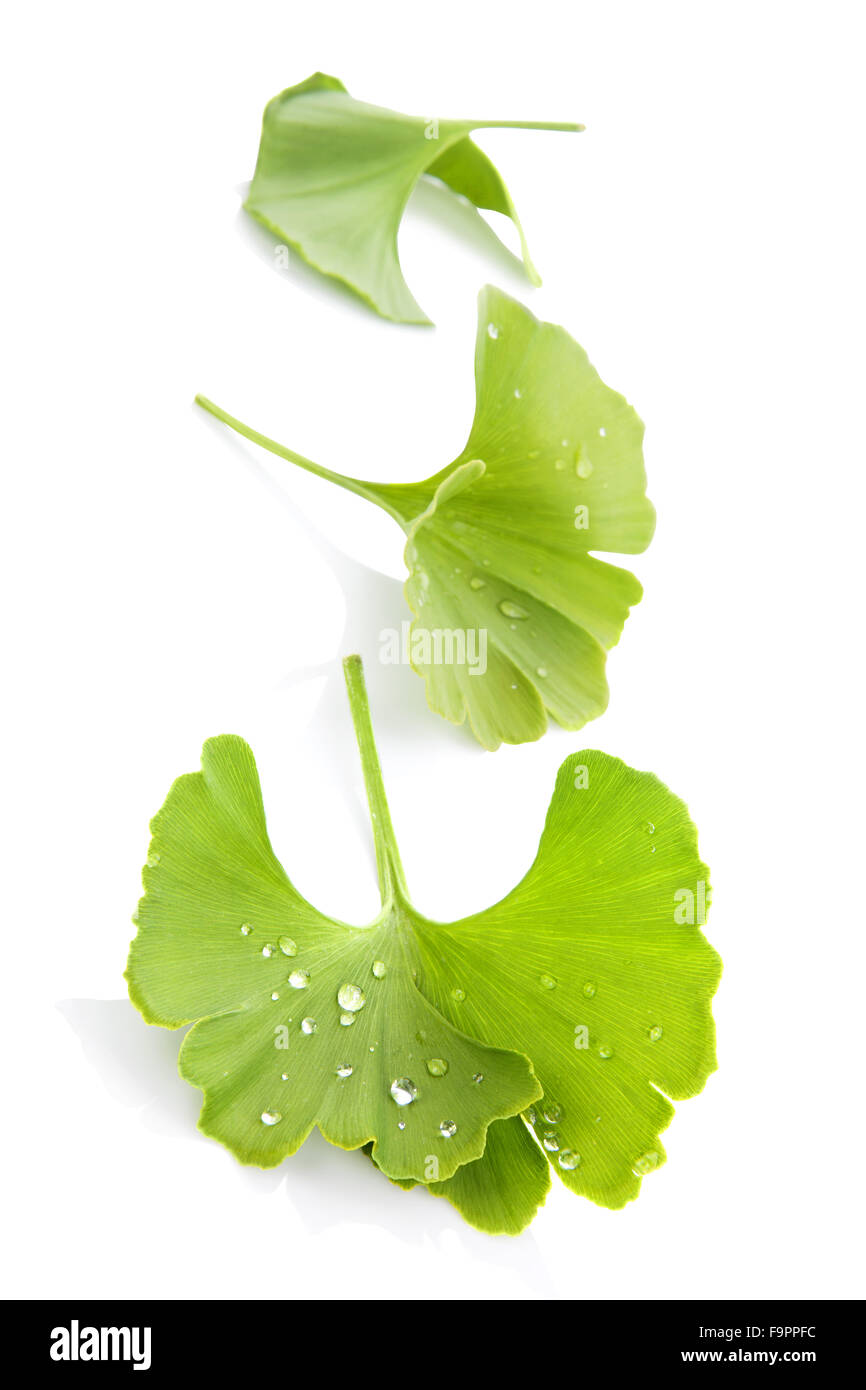 Ginkgo leaves isolated Stock Photo Alamy