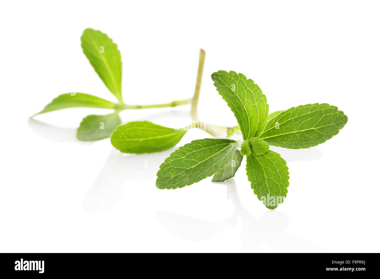 Stevia sugarleaf isolated Stock Photo Alamy