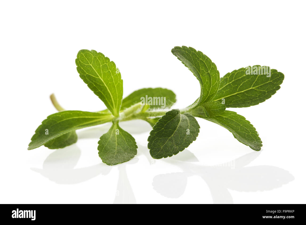 Stevia leaves isolated on white Stock Photo Alamy