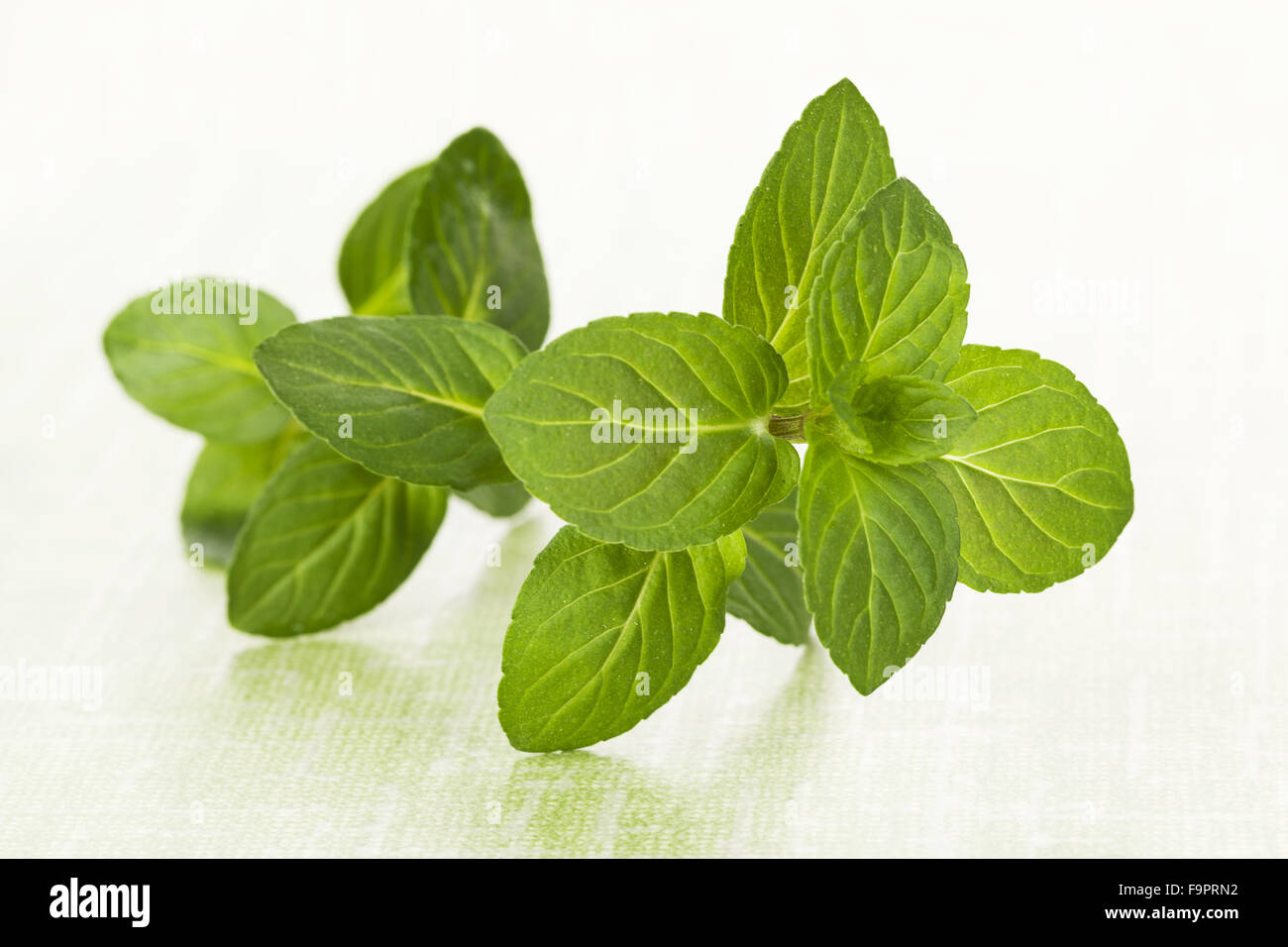 Mint leaves on green background. Stock Photo