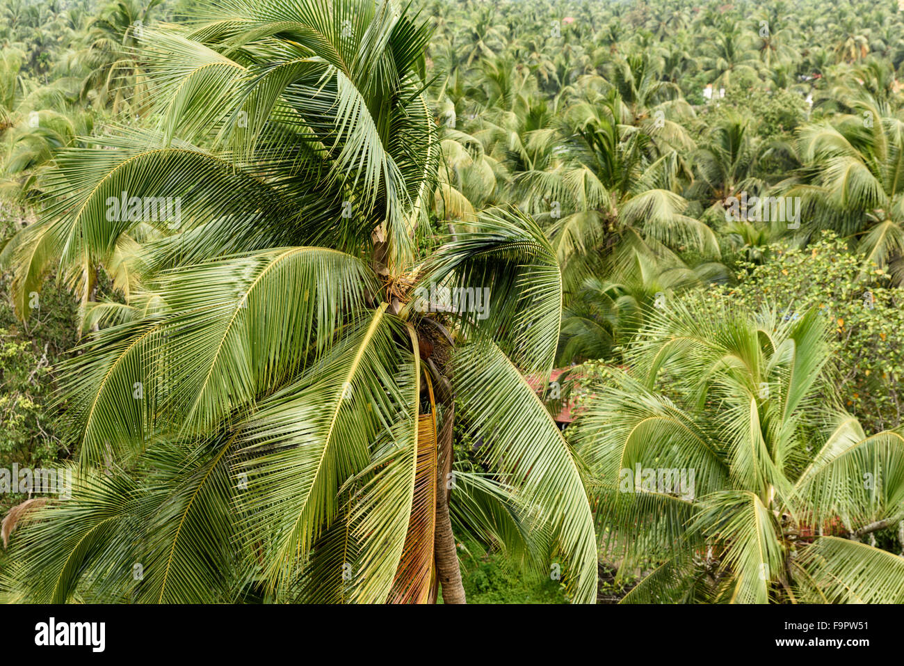 Coconut trees in tropical India Stock Photo