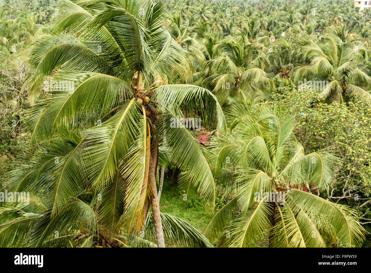 Coconut trees in tropical India Stock Photo Alamy