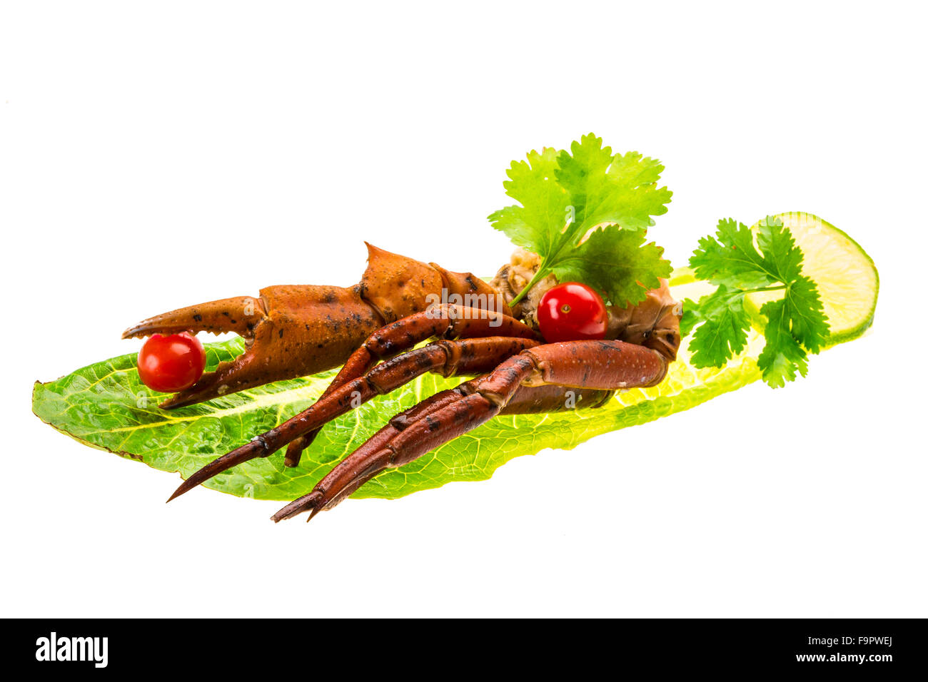 Crab legs studio macro shoot Stock Photo Alamy