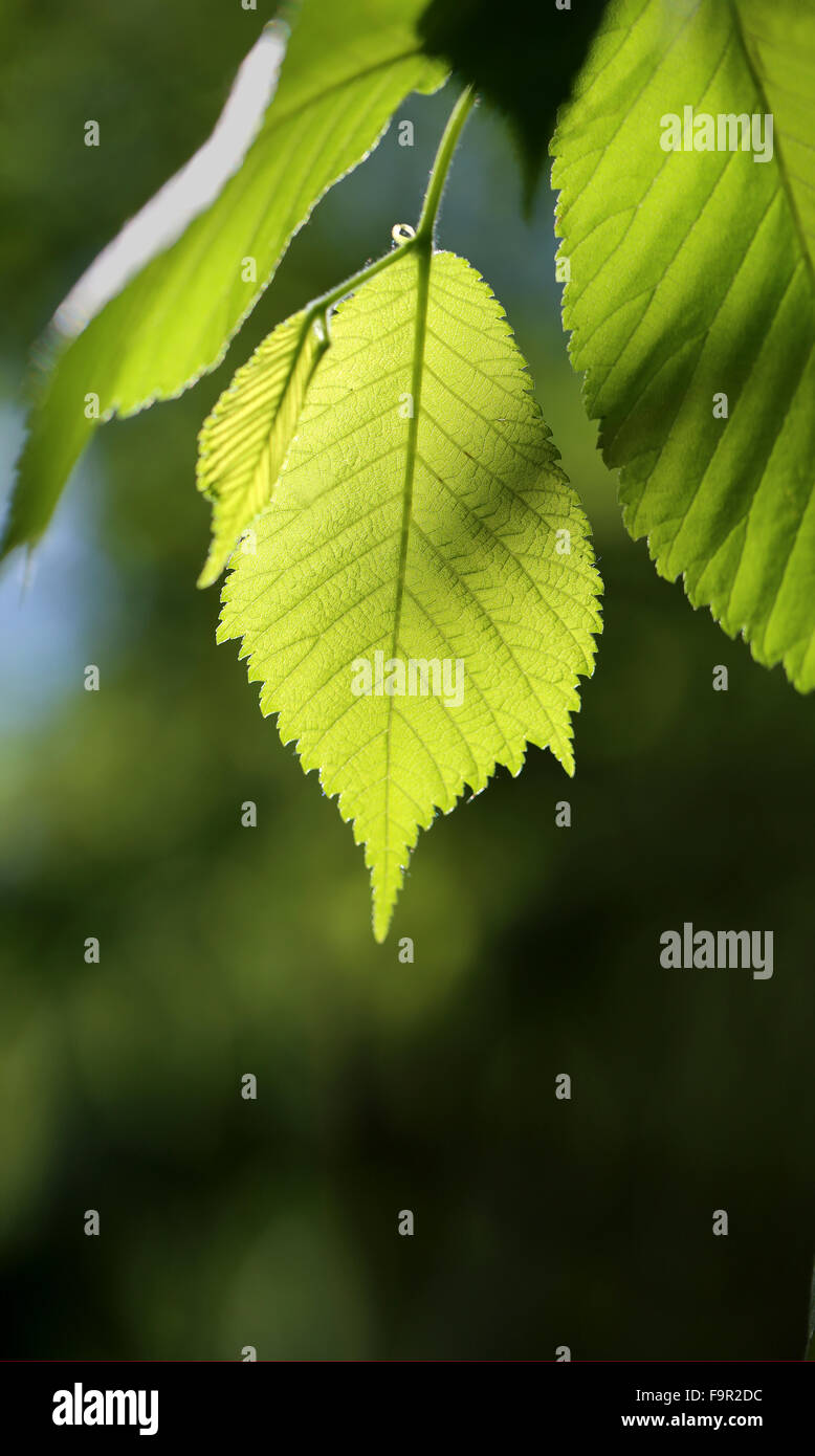 Beautiful green leaf tree photographed close up Stock Photo Alamy