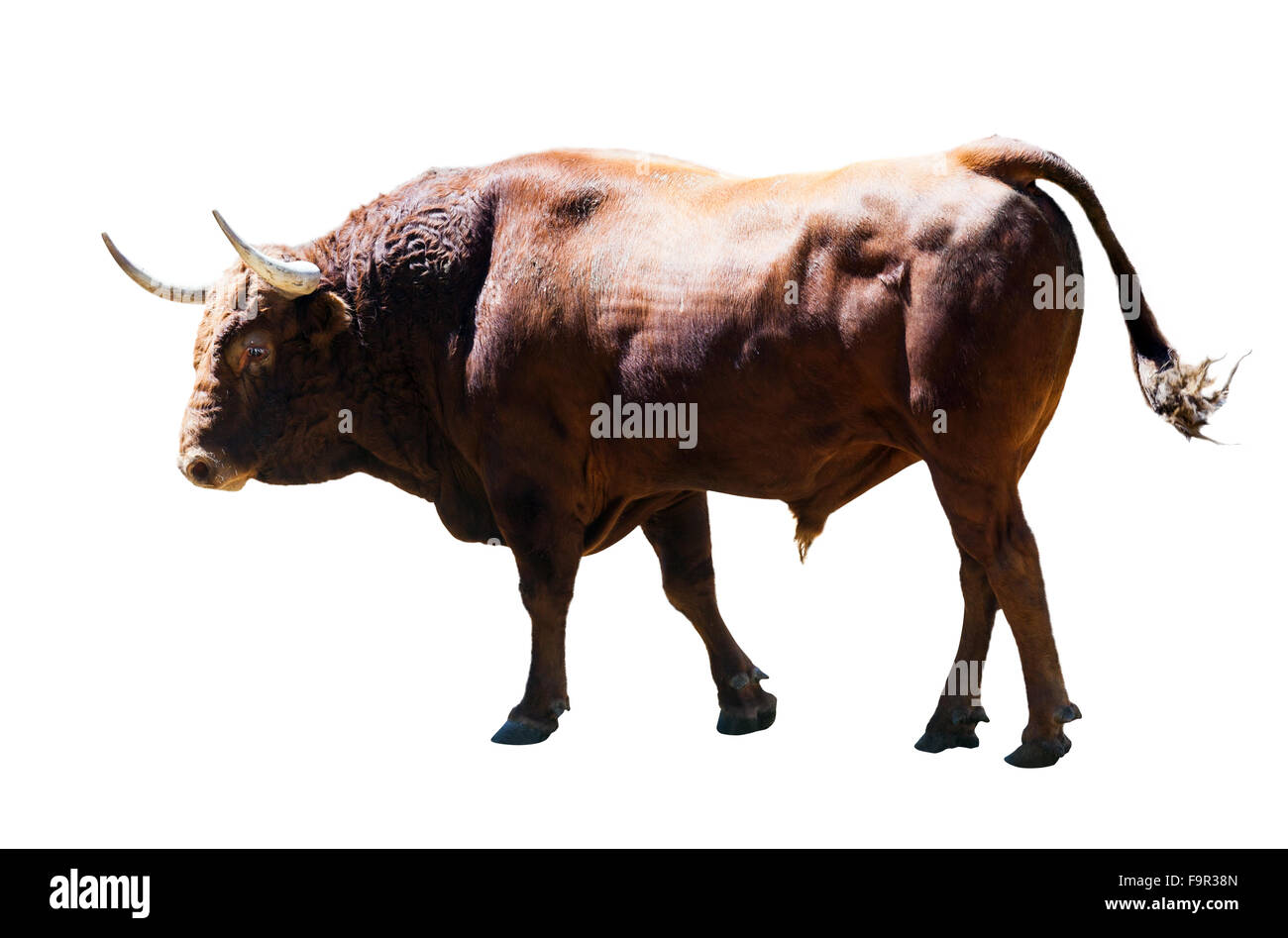 Brown bull, isolated over white background Stock Photo - Alamy