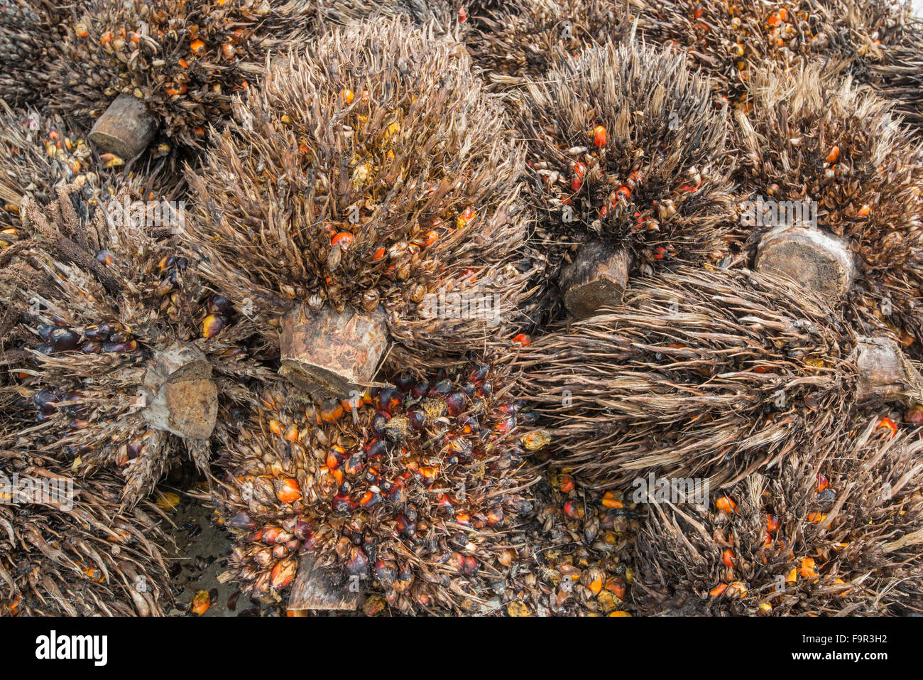 Oil palm: Elaeis guineensis. Sabah, Borneo. Stock Photo