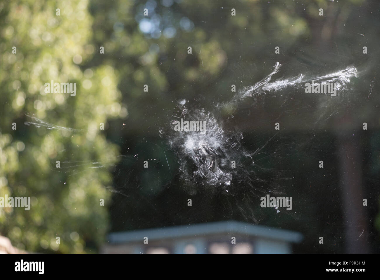 Wood Pigeon - mark on window after bird has flown into the glass. Surrey, England Stock Photo