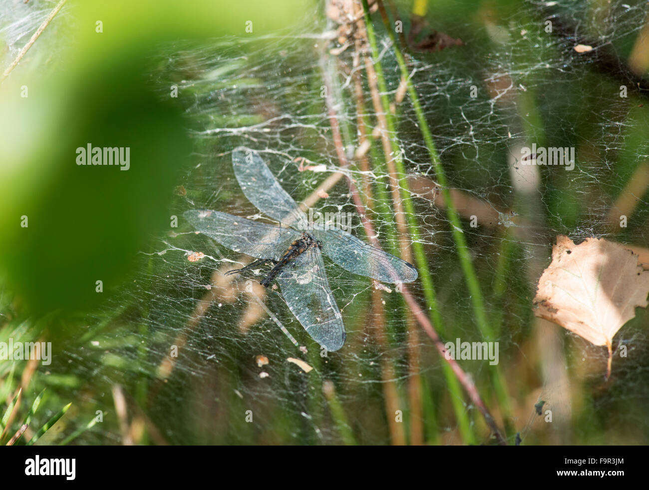 Labyrinth Spider: Agelena labyrinthica. Web with captured Black Darter Dragonfly Stock Photo