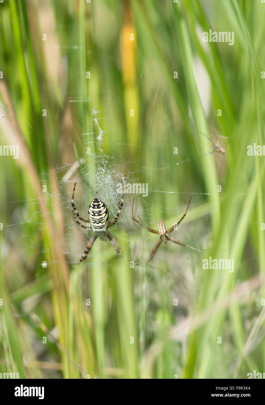 Wasp Spider: Argiope bruennichi. Surrey, UK. Female (left) and male, showing difference in size and colour Stock Photo
