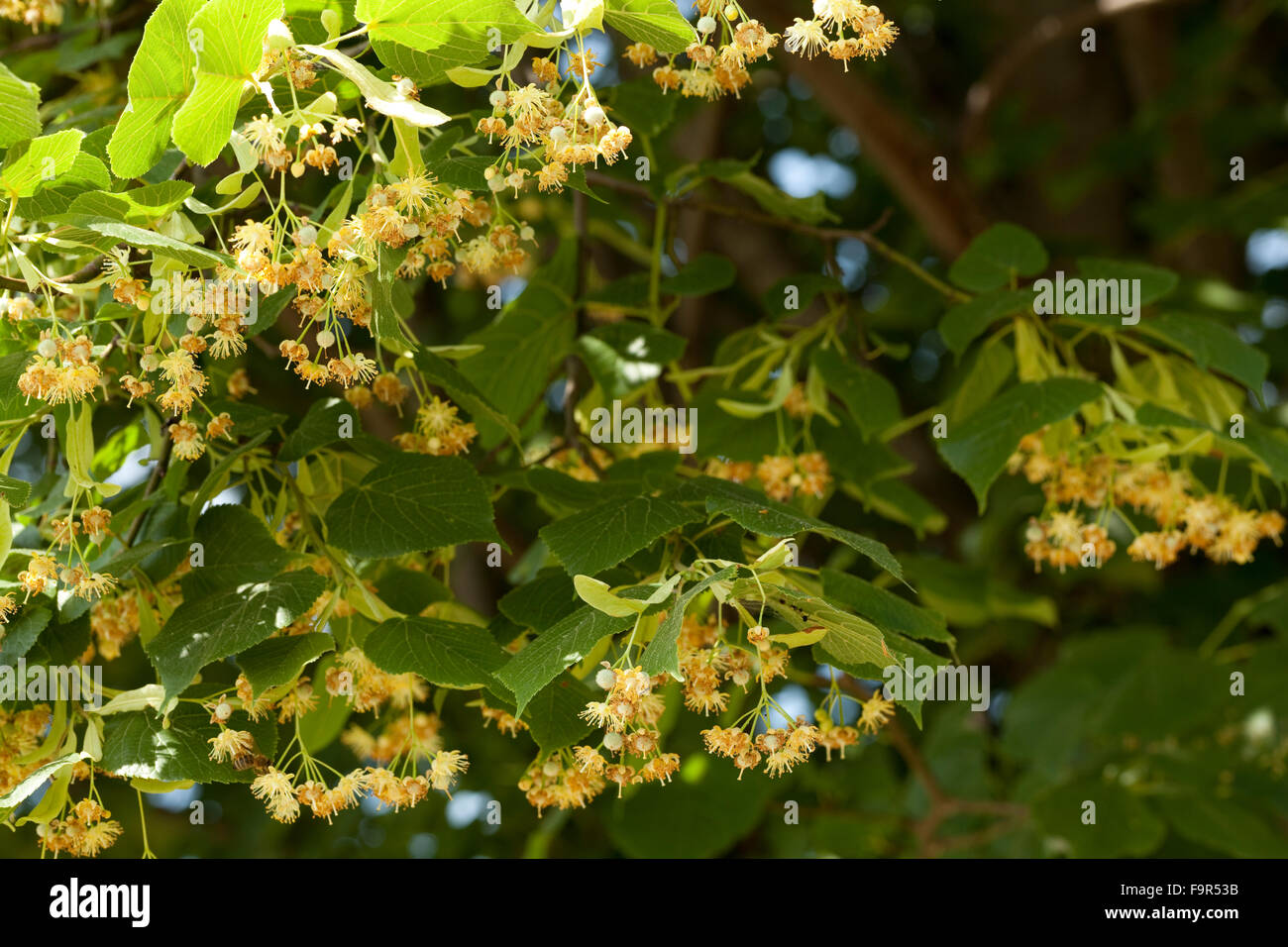 blooming linden tree (Tilia platyphyllos) on background sky Stock Photo