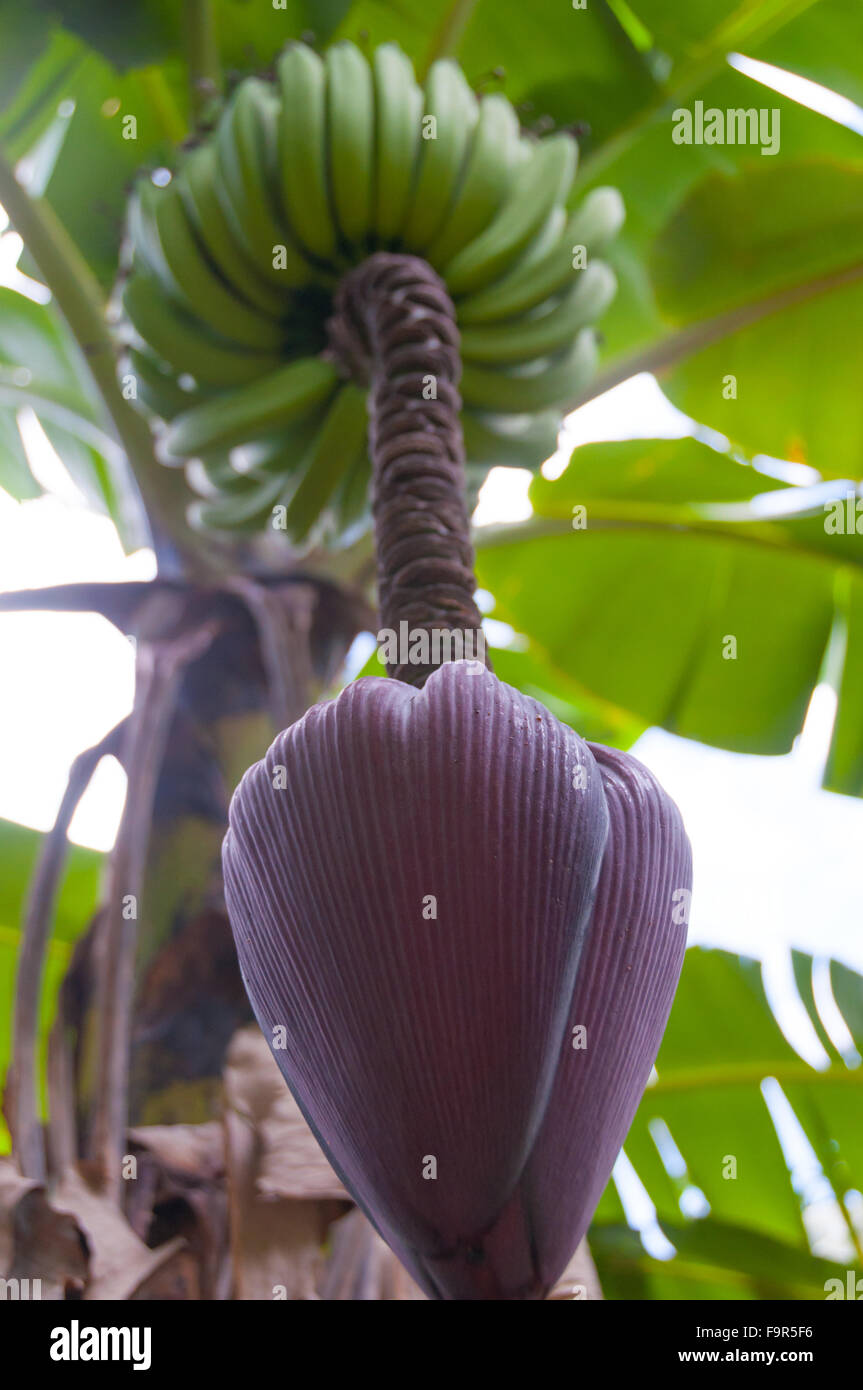 Banana leaf stems hires stock photography and images Alamy