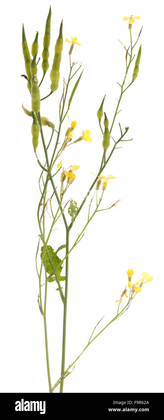 single flower (Raphanus raphanistrum) on white background Stock Photo