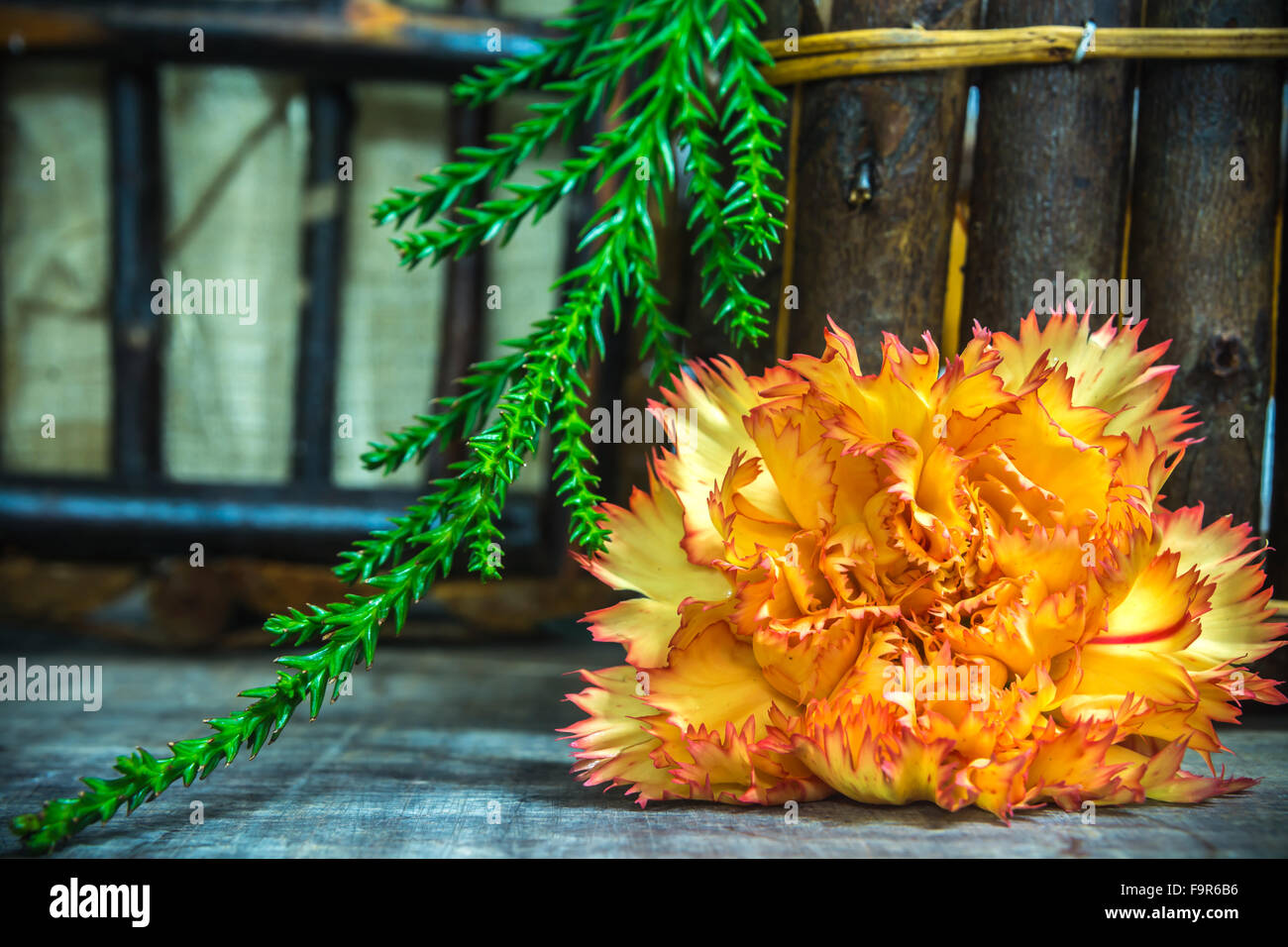 yellow red shade carnation with spiny leaf on wooden basket Stock