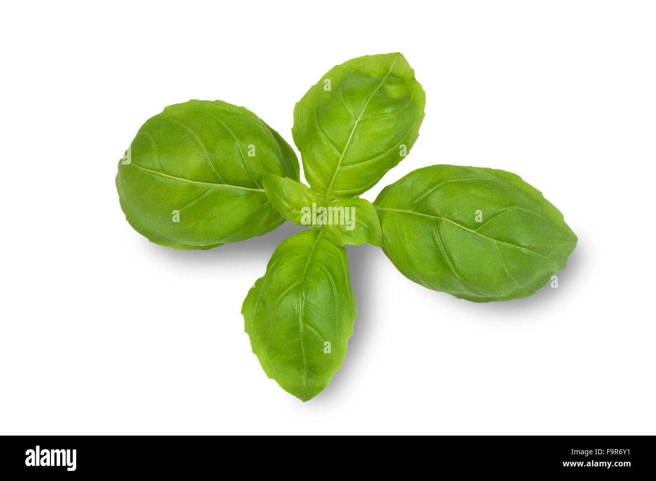 Basil Cutout High Resolution Stock Photography and Images - Alamy