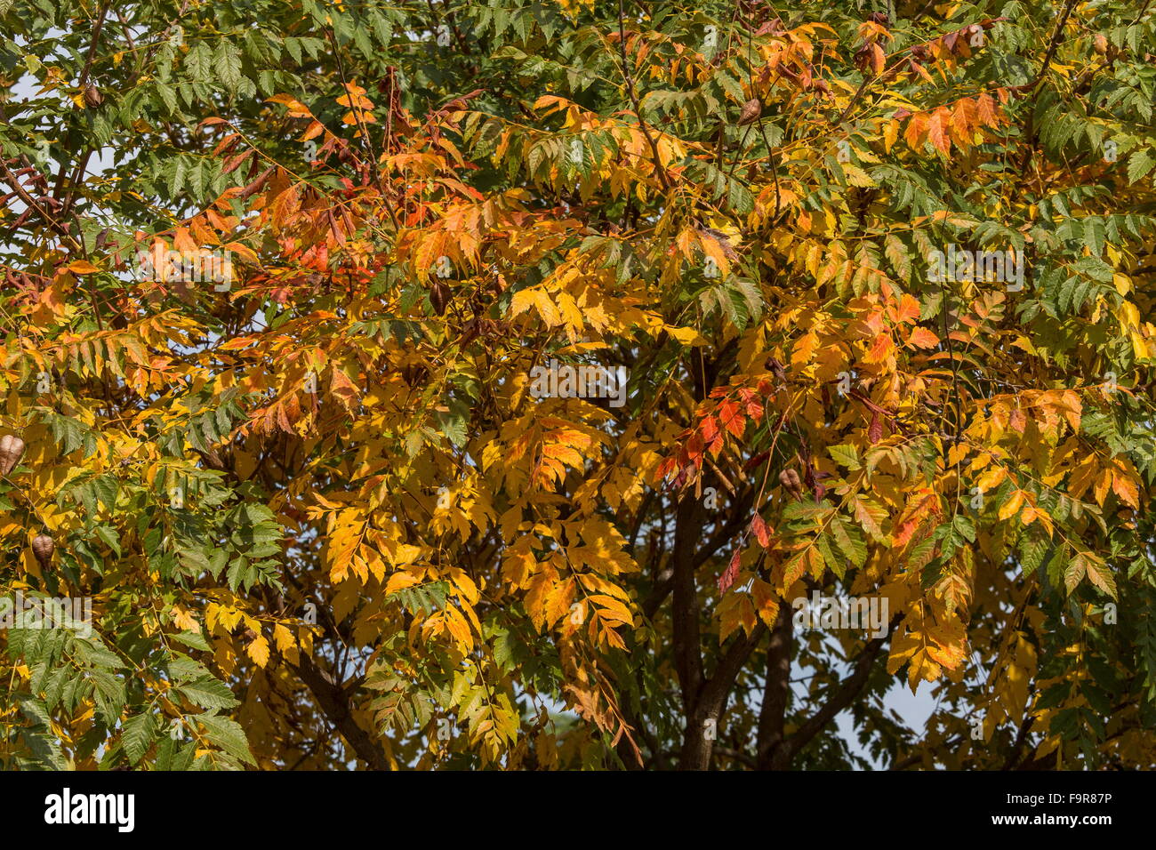 Goldenrain tree or pride of India, Koelreuteria paniculata with fruit and autumn colour. Stock Photo