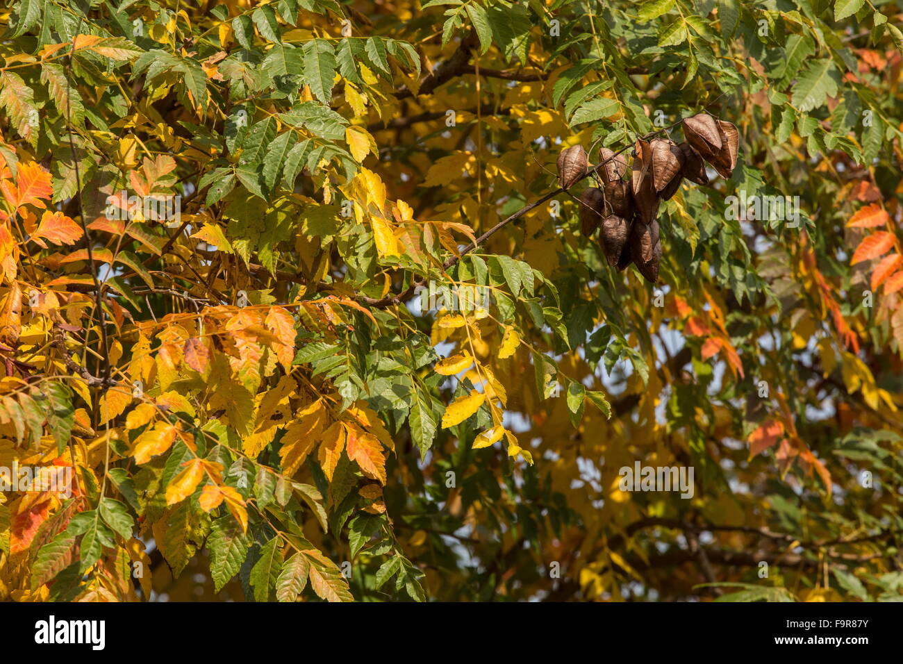 Goldenrain tree or pride of India, Koelreuteria paniculata with fruit and autumn colour. Stock Photo