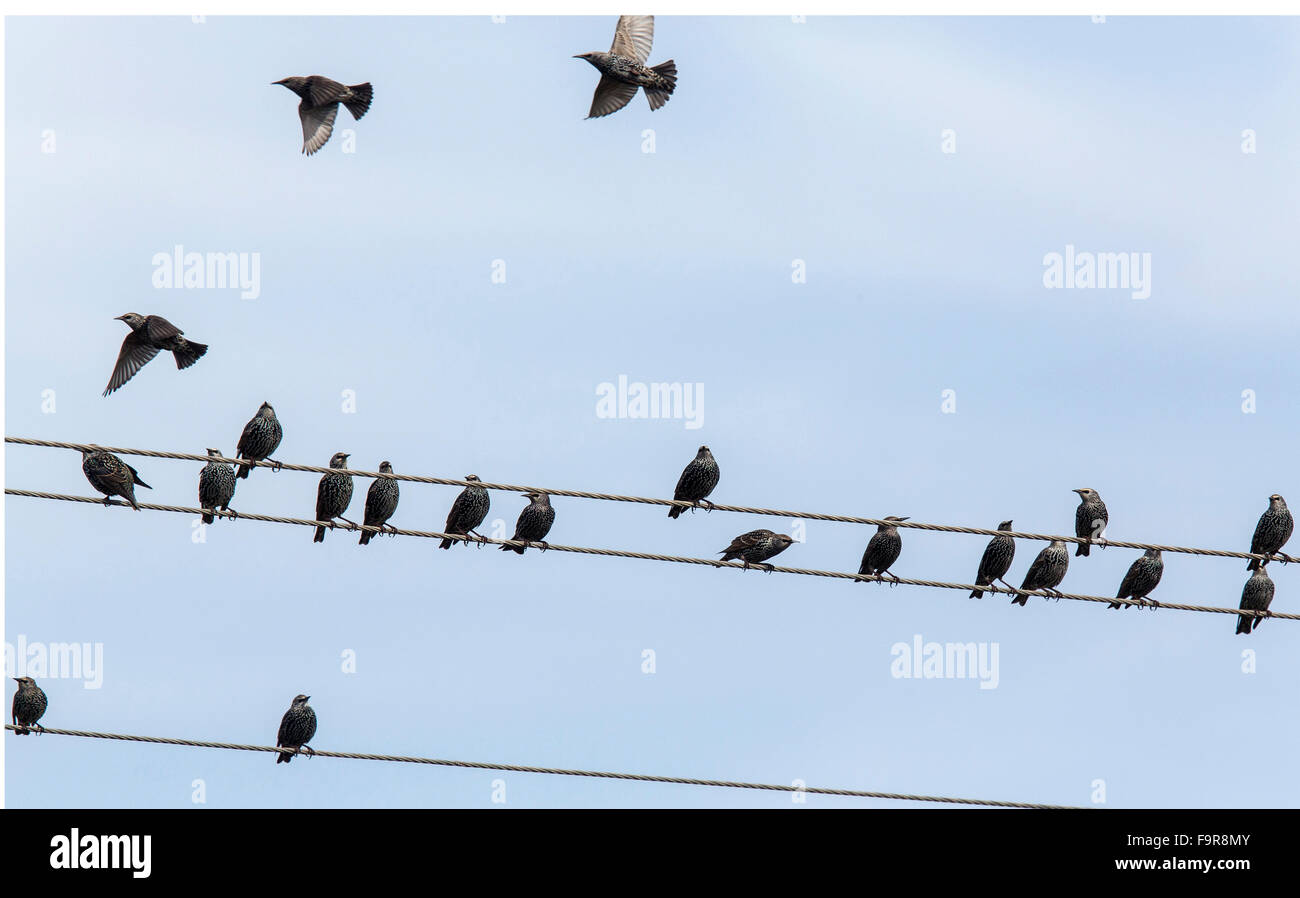 Starling flock, Sturnus vulgaris, on wires in autumn. Stock Photo