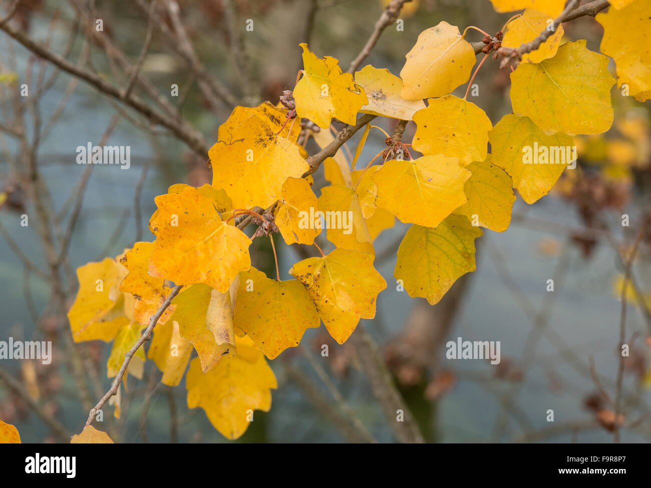 Leaves of Grey Poplar, Populus canescens, showing autumn color. Stock Photo