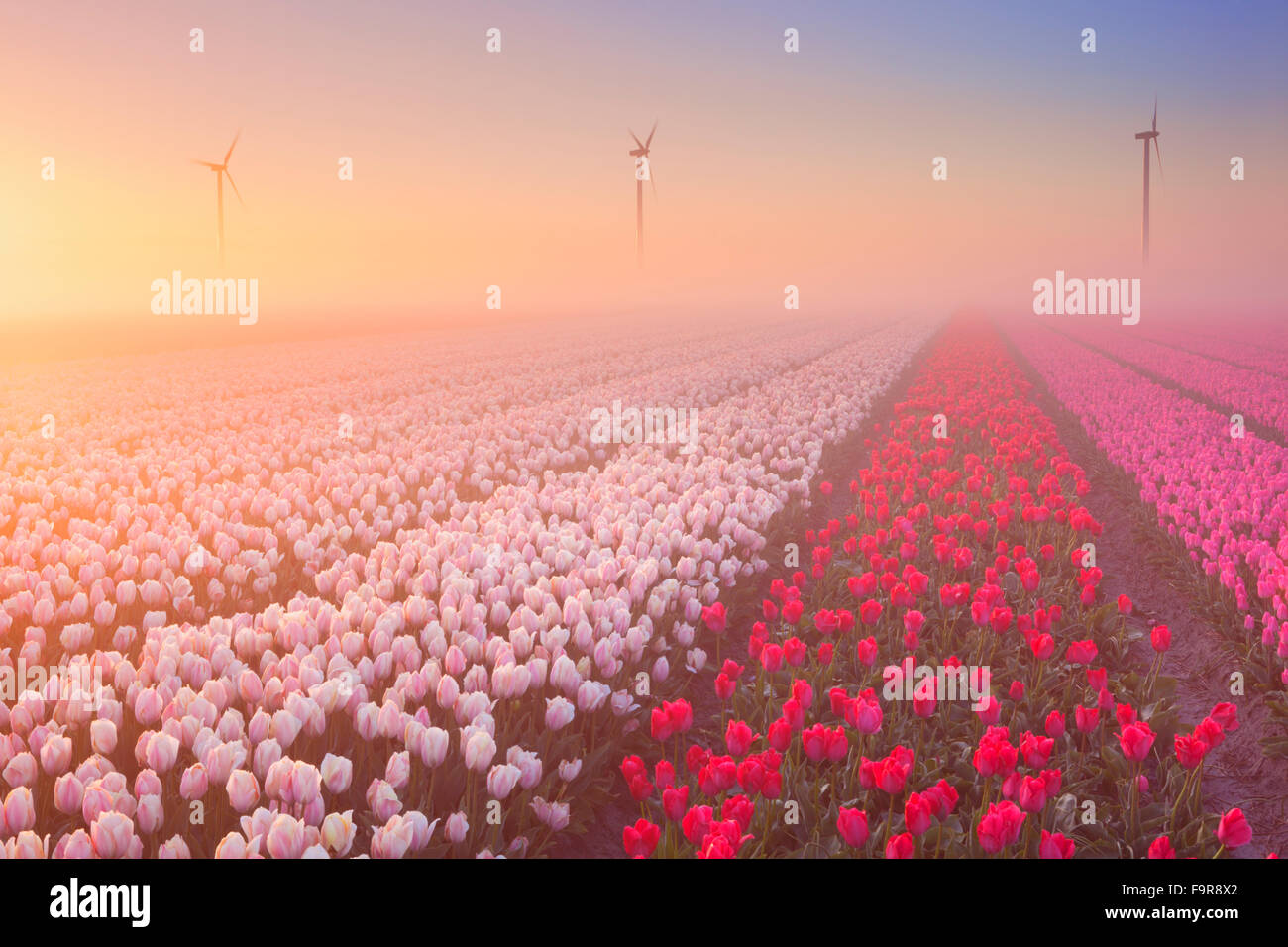 Colourful tulips in the Netherlands, photographed at sunrise on a beautiful foggy morning. Stock Photo